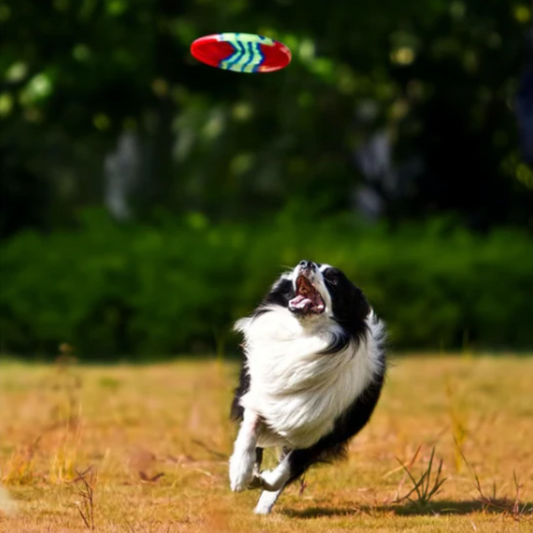 Ways to Spend Quality Time with Your Dog